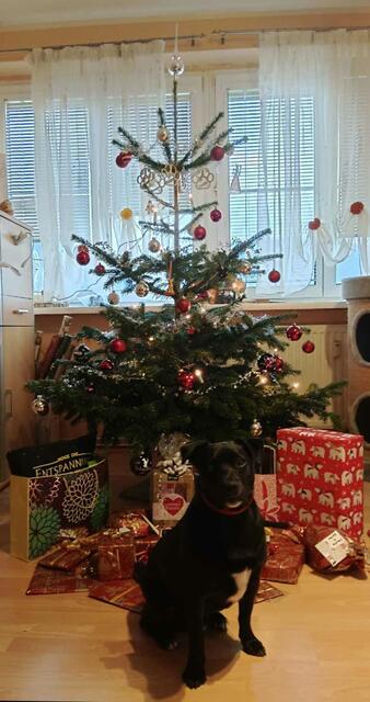 Der Christbaum von Manuela Handler aus Krieglach: rot und gelbe Dekoration darf nicht fehlen wie natürlich auch nicht Hund Timmy. | Foto: Handler