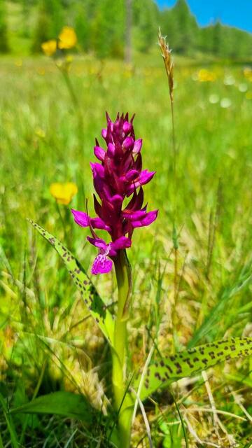 Farbenprächtiges Knabenkraut (Orchideenart) in den Gleinser Mähdern | Foto: Martina Ofer