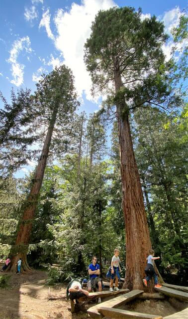 Mammutbäume mit bis zu 50 m Höhe