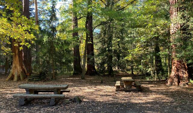 Die Adalbertrast mit 14 Mammutbäumen