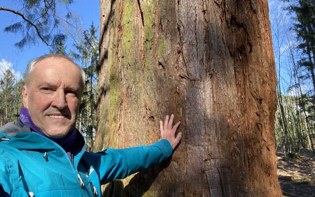 Die Mammutbäume sind 143 Jahre alt.