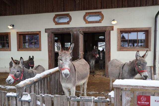 Die Esel auf gut Aiderbichl: Pauli (Mitte), Peterle (rechts) und Olympe (links). Im Hintergrund zu sehen sind Paulis Schwester Mona und daneben mit der weißen Blässe, Santino. | Foto: Emanuel Hasenauer