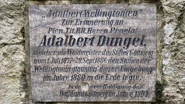 Der spätere Abt von Göttweig brachte Mammutbaum-Samen 1880 aus Amerika mit.