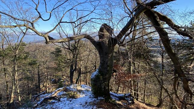 Kein Angst: nur ein alter Baum am Waxenberg
