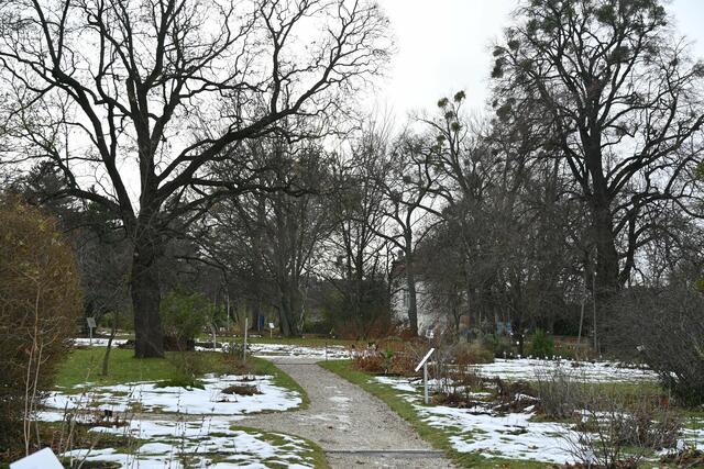 Winterruhe im Botanischen Garten