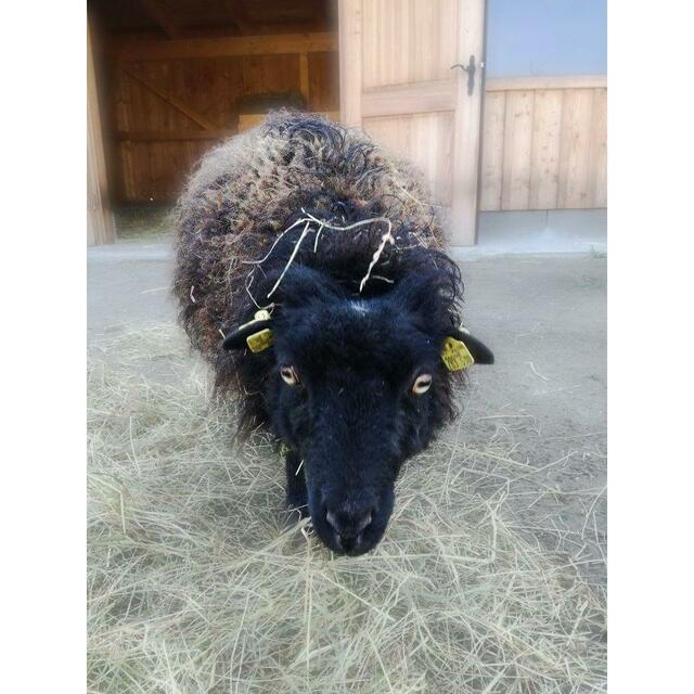 Schaf und Co fühlen sich wohl im
Zoo | Foto: Karmen Erhart