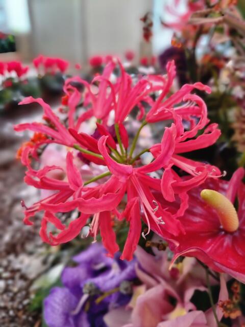 Blütentraum  | Foto: Karmen Erhart