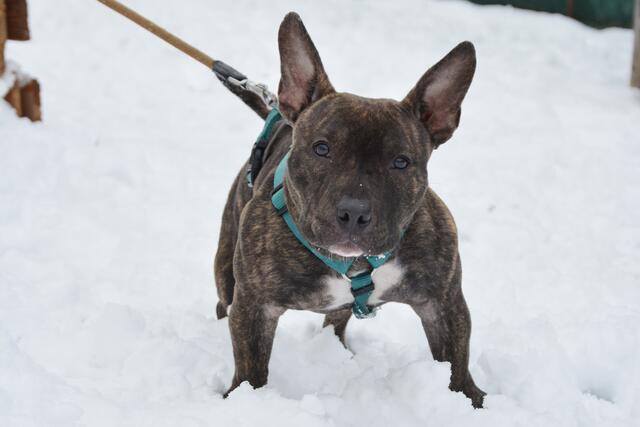 Hazel | Foto: TierQuarTier Wien