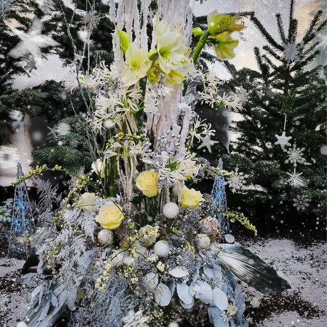 Weihnachtsblumen  | Foto: Karmen Erhart