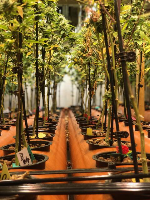 Großer Drogenfund in Weißkirchen: Hier wurden im Keller eines Hauses große Mengen Cannabis-Pflanzen aufgezogen und Rauschgift gebunkert. | Foto: Polizei OÖ