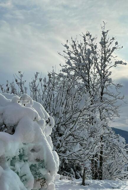 Äste drohten wegen der Schneemassen zu brechen. Jetzt ist der Schlosspark wieder zugänglich. | Foto: Magistrat Steyr