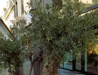 thuja 60 80 cm Thuja occidentalis 'Brabant' Konifere (Lebensbaum) | 60-80 cm im Topf main image 1
