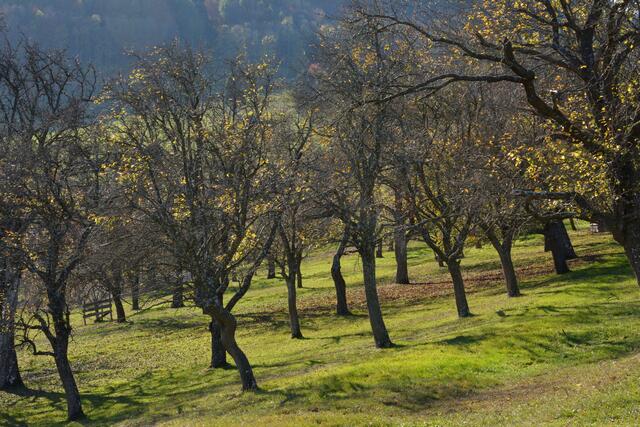 Streuobstwiesen sind das Ergebnis einer landwirtschaftlich-kulturellen Entwicklung und eng mit menschlichem Wissen verbunden.  | Foto: Österreichische Bundesforste