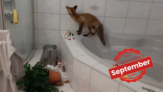 Der Rotfuchs hat das Badezimmer beim Erkunden verwüstet.  | Foto: Karoline Hahn
