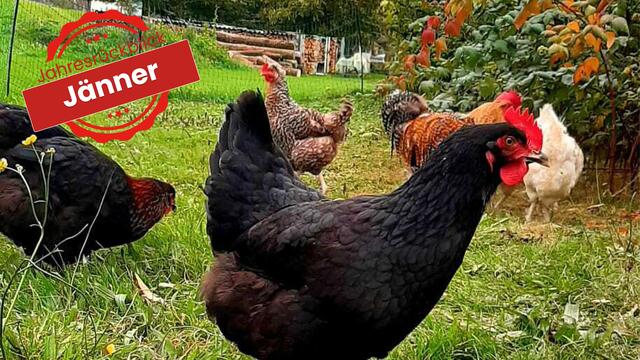 Menschen können sich nicht durch den Verzehr von Hühnerfleisch oder Eiern mit der Vogelgrippe anstecken. | Foto: Handlfinger