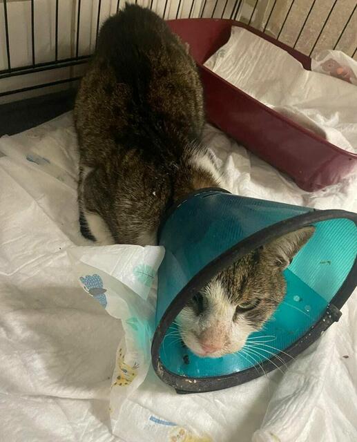 Kater Stefan trägt derzeit einen Trichter.  | Foto: Tierheim Bruck/Leitha