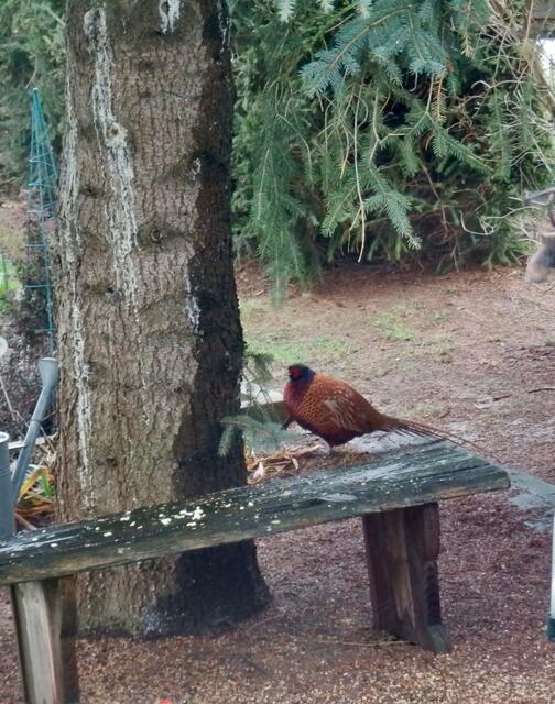 Erster Besuch November 2019, er hat einen Schlafplatz gesucht...

 | Foto: Franz Dörr