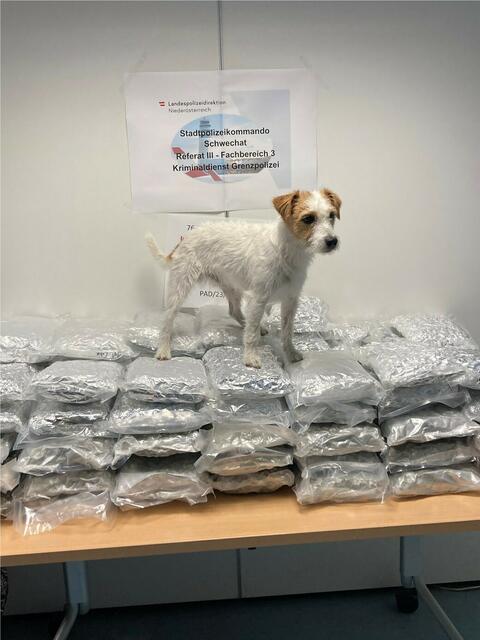 Siegespose: Die zweibeinigen Ermittler von der Suchtmittelgruppe des Stadtpolizeikommandos Schwechat konnten mit Hilfe der Hunde eine transatlantische Drogenschmuggelroute aufdecken.
In Zusammenarbeit mit dem Bundeskriminalamt Österreich und der Polizei Wien gelang die Ausforschung und Festnahme von 5 Beschuldigten. | Foto: LPD NÖ