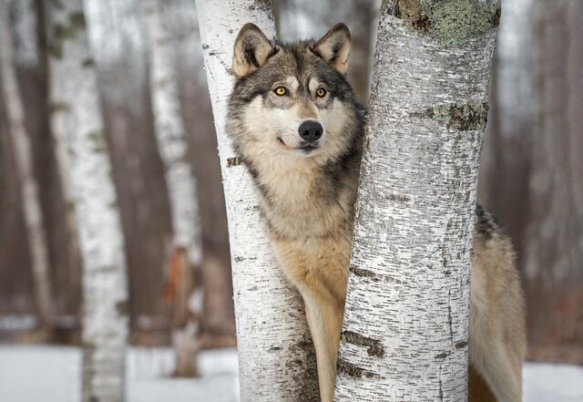 Der Wolf ist ein ständiges Problem in Kärnten | Foto: stock.adobe.com/hkuchera