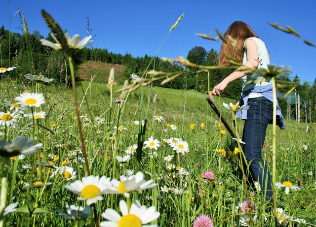 "Zurück zum Ursprung": Die Mahd mit der Sense | Foto: Naturpark Ötscher-Tormäuer