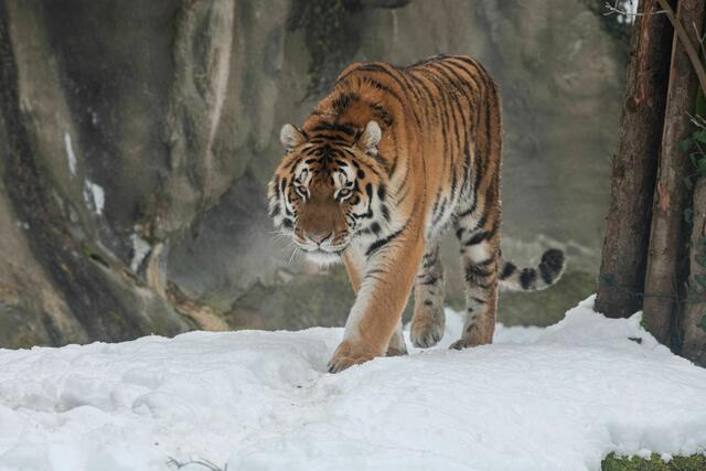 Pünktlich zu Weihnachten wieder offen: Die Tiere und Attraktionen des Tierparks Schmiding warten auf die Besucherinnen und Besucher. | Foto: Zoo Schmiding/Peter Sterns