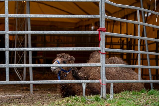 Foto: fotokerschi.at/Brandstätter