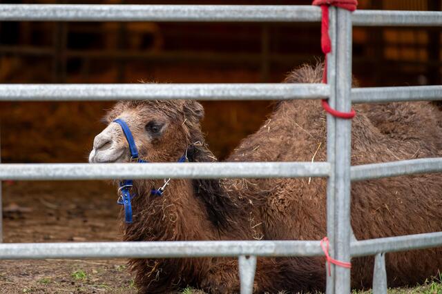Foto: fotokerschi.at/Brandstätter