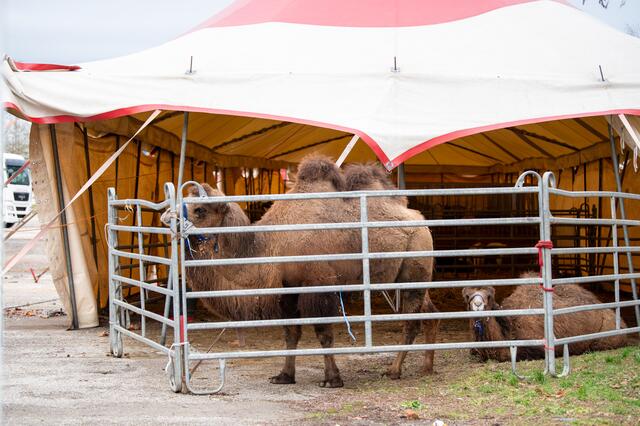 Foto: fotokerschi.at/Brandstätter