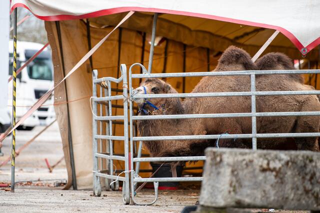 Foto: fotokerschi.at/Brandstätter