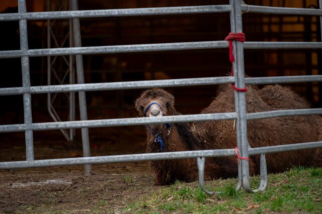 Foto: fotokerschi.at/Brandstätter