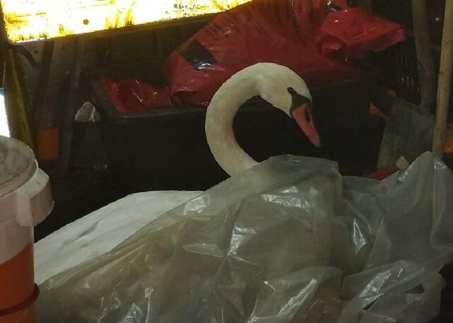 Die Asfinag übergab den Schwan an die Tierrettung. | Foto: Asfinag
