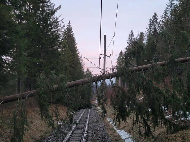 Etwa 80 umgestürzte Bäume haben die Oberleitung der Mariazellerbahn zwischen Laubenbachmühle (Bezirk Scheibbs) und Mariazell massiv beschädigt.  | Foto: NB/Danner