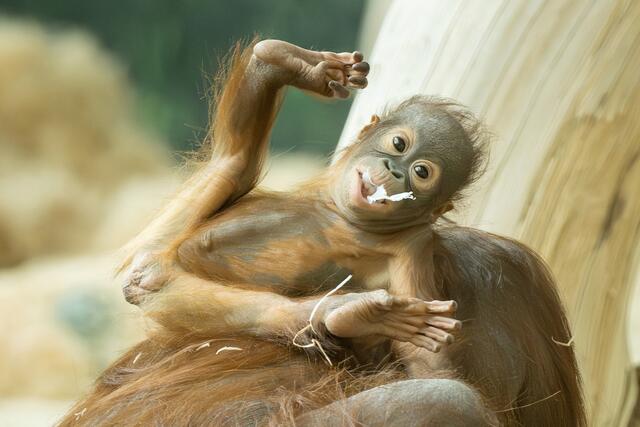 Orang-Utan-Jungtier, geboren im Juni 2022 | Foto: Daniel Zupanc
