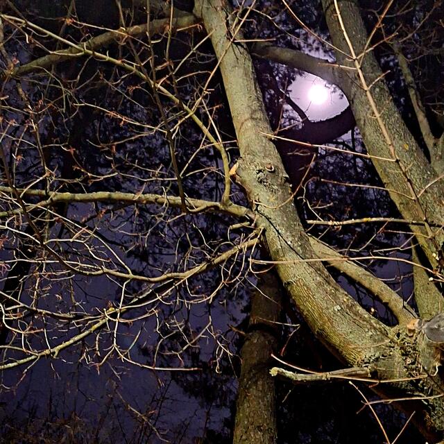 Abend Spaziergang, den 26.12.2023,. Angenehme Luft, ein Raunen der Kühe, Stille sodass man die Luft etwas seuseln hört!, kräutergeruch in der Luft, zugunsten eines Ahnen- Rituals! Vergesst nicht, die Raunächte sind da... | Foto: Sibylle kreuter