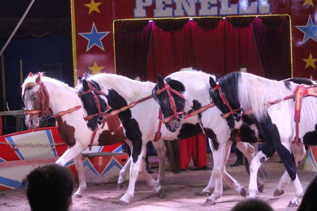 Foto: RegionalmedienSteiermark/Hofmüller