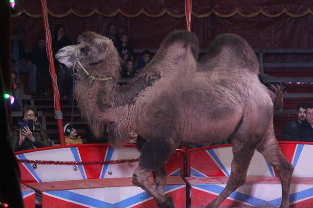 Foto: RegionalmedienSteiermark/Hofmüller