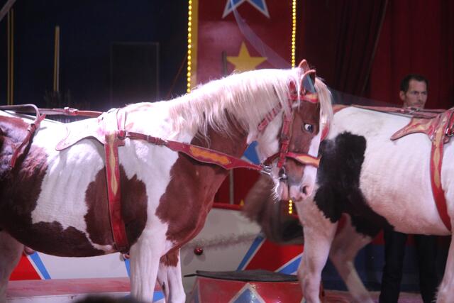 Foto: RegionalmedienSteiermark/Hofmüller