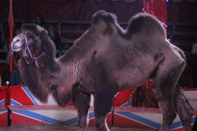 Foto: RegionalmedienSteiermark/Hofmüller