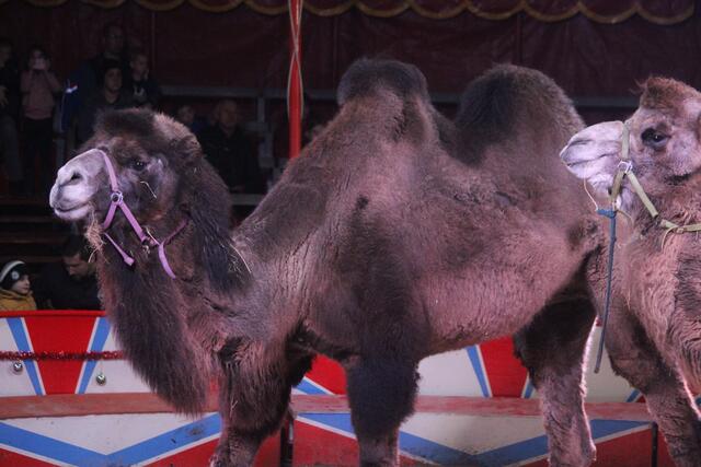 Foto: RegionalmedienSteiermark/Hofmüller