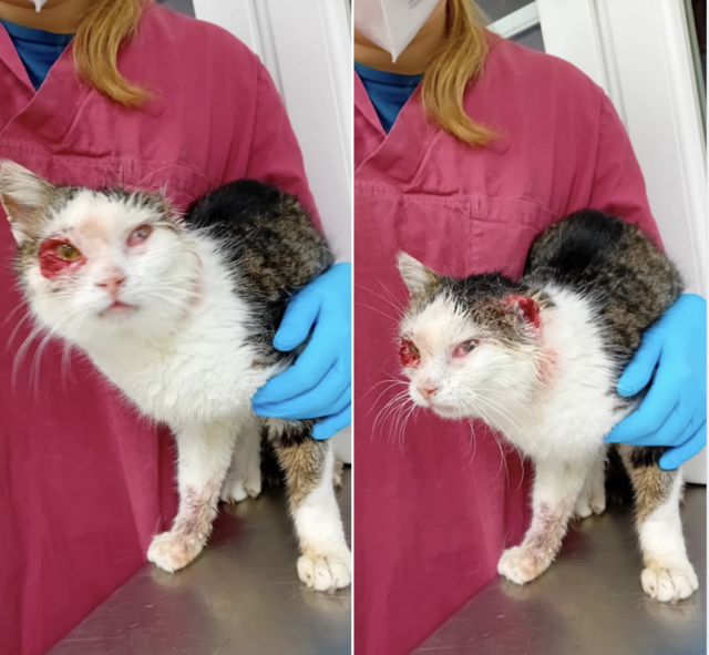 Wer kennt das Tier? | Foto: Lisbeth Woltron