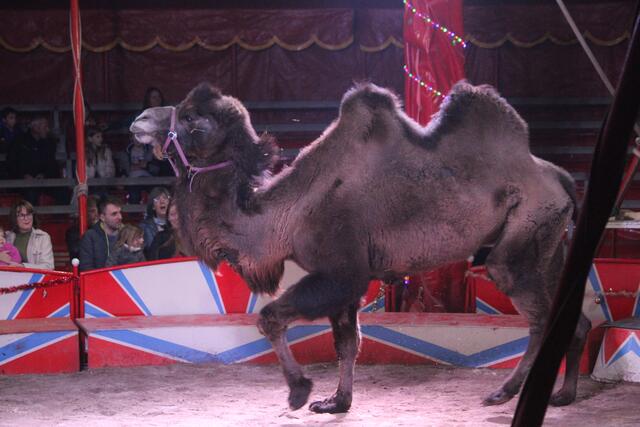 Foto: RegionalmedienSteiermark/Hofmüller