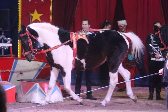Foto: RegionalmedienSteiermark/Hofmüller