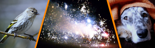 Private und öffentliche Silvester-Feuerwerke stellen eine erhebliche Belastung für die Umwelt dar. Für Tiere bedeutet die Knallerei enormen Stress. 
Viele Wildtiere bezahlen die nächtliche Ruhestörung mit dem Leben.  | Foto: vgt.at