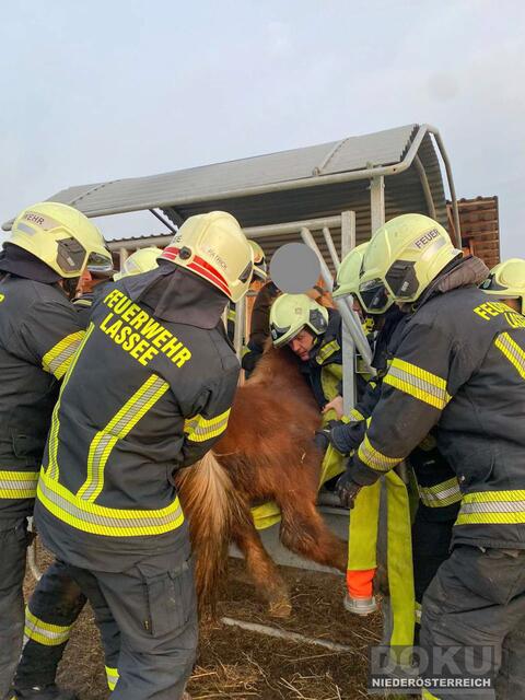 Die Feuerwehr befreite das eingeklemmte Pony. | Foto: Doku NÖ