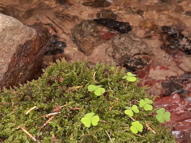Das Wasser des Bacherls ist glasklar und plätschert munter neben mir her.