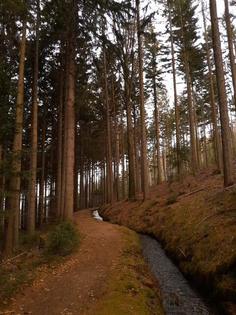 Ein schöner Steig führt entlang des Bacherls, es hangabwärts jedoch auch ein Forstweg zu begehen.