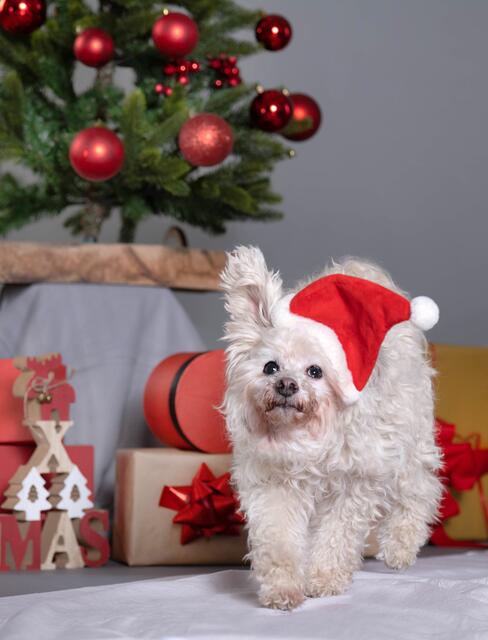 Ob Hund, Katze, Klein- oder Wildtier: Alle Vierbeiner freuen sich über ein Geschenk zu Weihnachten. | Foto: Tierschutz Austria