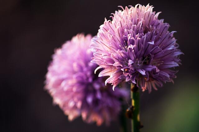 06_IMG_7111: Schnittlauchblüte | Foto: © by Ing. Günter Kramarcsik