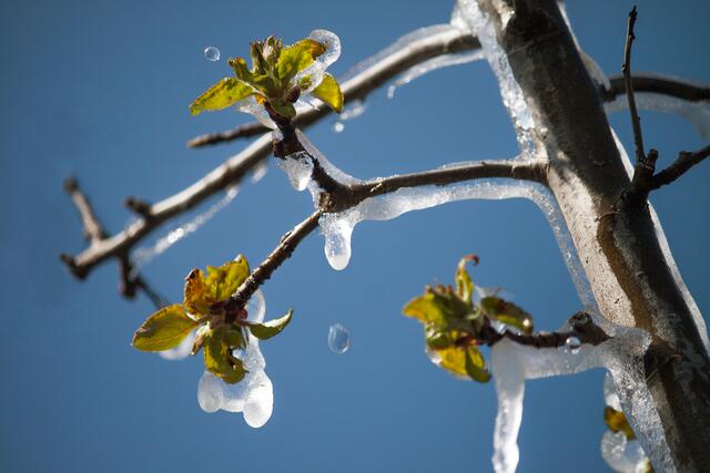 04_IMG_3565: Frostschutz | Foto: © by Ing. Günter Kramarcsik