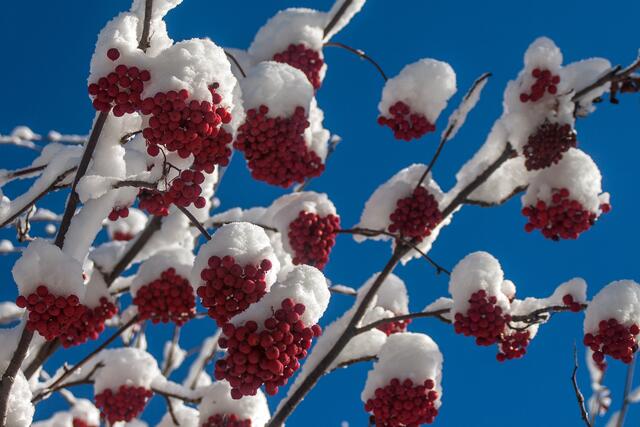 11_IMG_6458: Vogelbeeren | Foto: © by Ing. Günter Kramarcsik